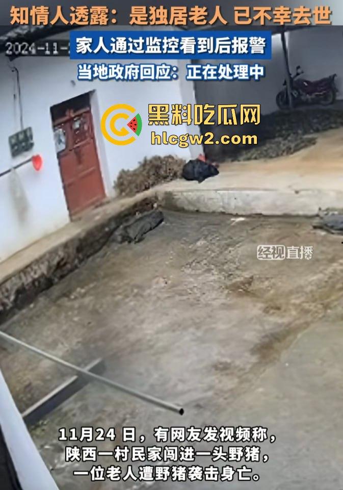 陕西安康野猪闯入民宅撕咬老人致死,老人被反复顶撞撕咬惨不忍睹,野猪仍在追捕中!-2