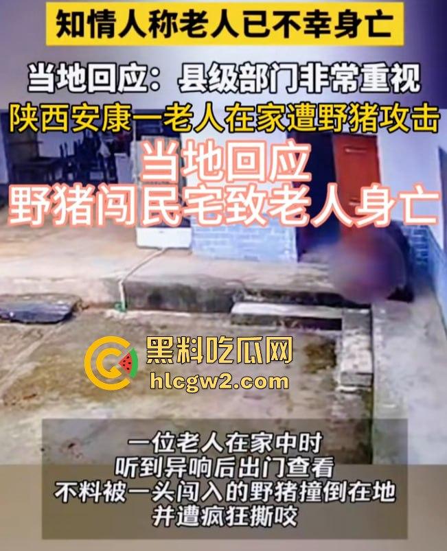 陕西安康野猪闯入民宅撕咬老人致死,老人被反复顶撞撕咬惨不忍睹,野猪仍在追捕中!-3