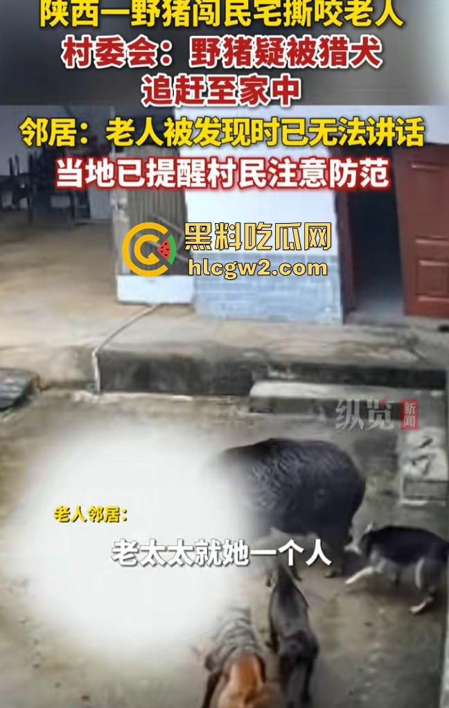 陕西安康野猪闯入民宅撕咬老人致死,老人被反复顶撞撕咬惨不忍睹,野猪仍在追捕中!-4