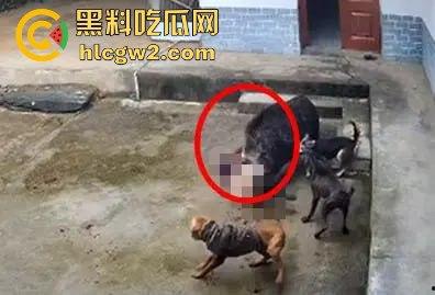 陕西安康野猪闯入民宅撕咬老人致死,老人被反复顶撞撕咬惨不忍睹,野猪仍在追捕中!-6