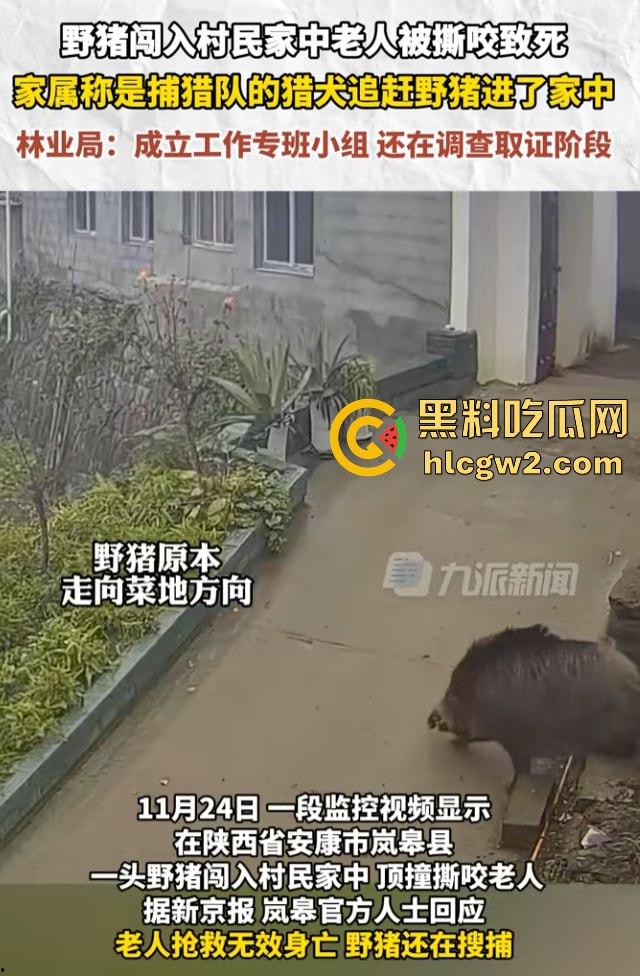 陕西安康野猪闯入民宅撕咬老人致死,老人被反复顶撞撕咬惨不忍睹,野猪仍在追捕中!-7