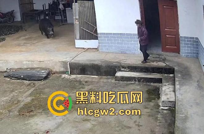 陕西安康野猪闯入民宅撕咬老人致死,老人被反复顶撞撕咬惨不忍睹,野猪仍在追捕中!-8