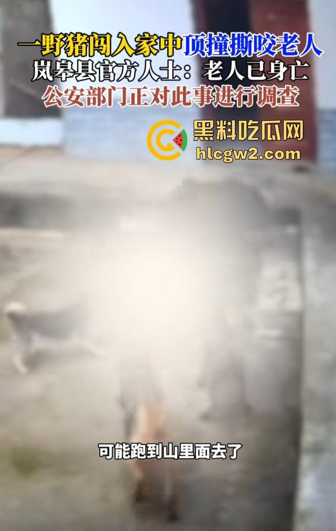 陕西安康野猪闯入民宅撕咬老人致死,老人被反复顶撞撕咬惨不忍睹,野猪仍在追捕中!-9