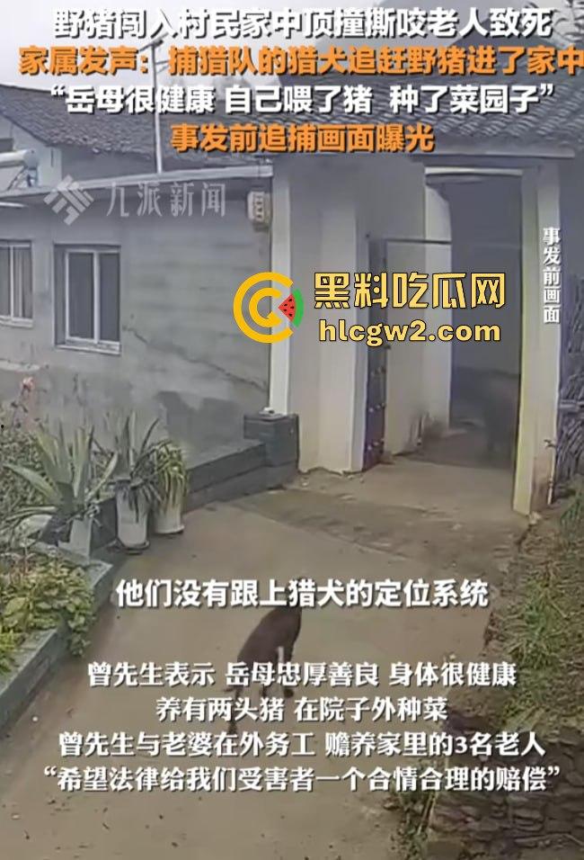 陕西安康野猪闯入民宅撕咬老人致死,老人被反复顶撞撕咬惨不忍睹,野猪仍在追捕中!-10