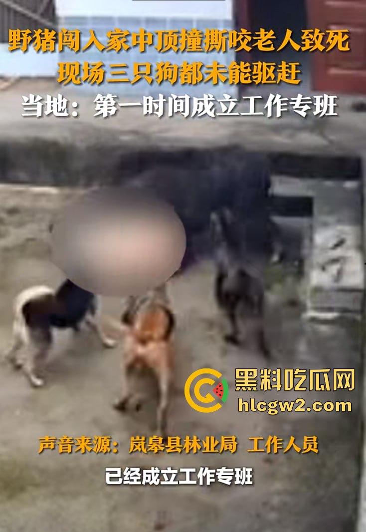 陕西安康野猪闯入民宅撕咬老人致死,老人被反复顶撞撕咬惨不忍睹,野猪仍在追捕中!-11