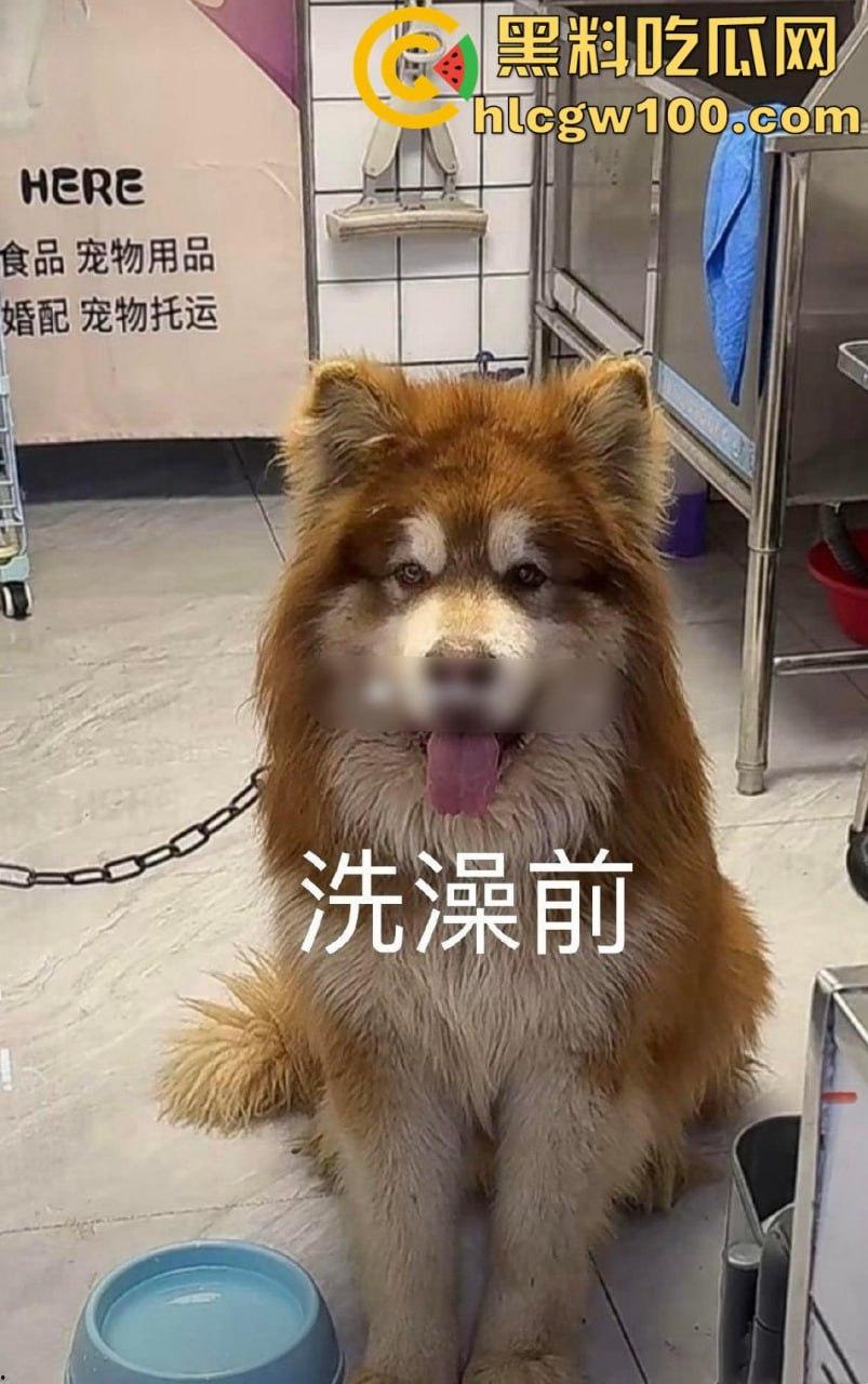 千万粉网红【潘宏爱玩狗】深陷虐狗风波,艾特直播洗澡窒息死亡,【陈乔恩】发声批判-4