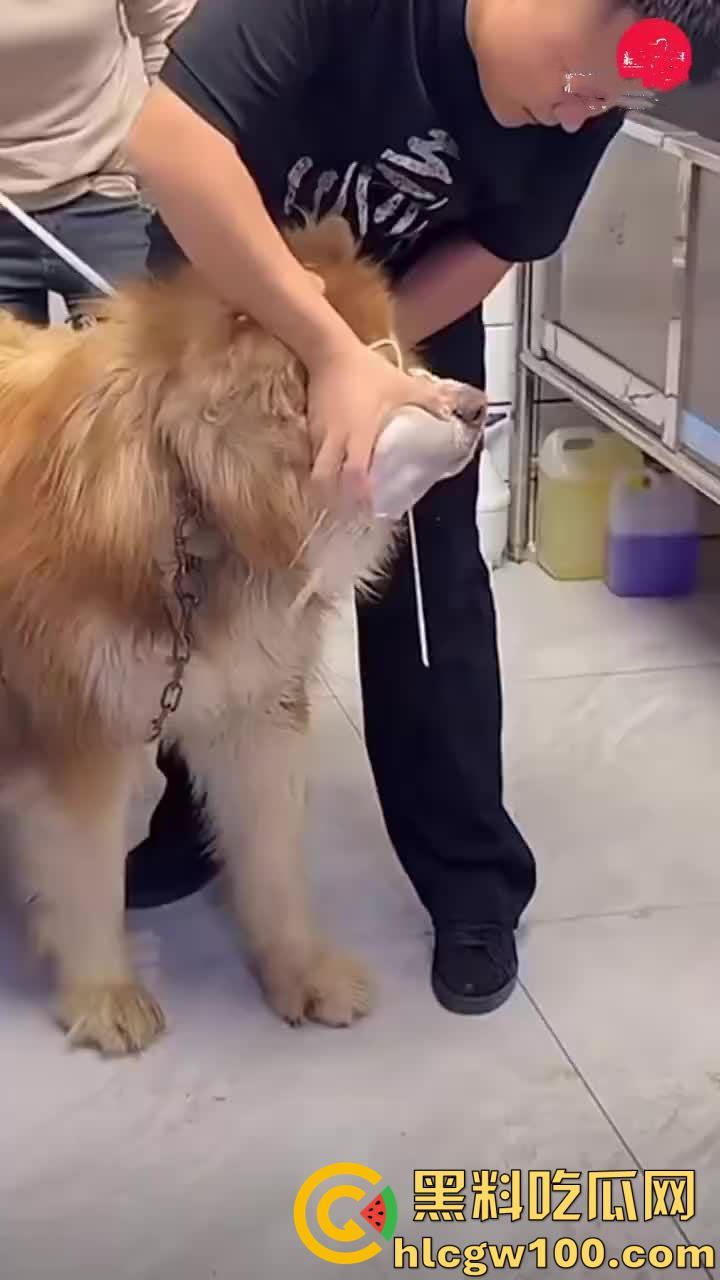 千万粉网红【潘宏爱玩狗】深陷虐狗风波,艾特直播洗澡窒息死亡,【陈乔恩】发声批判-5