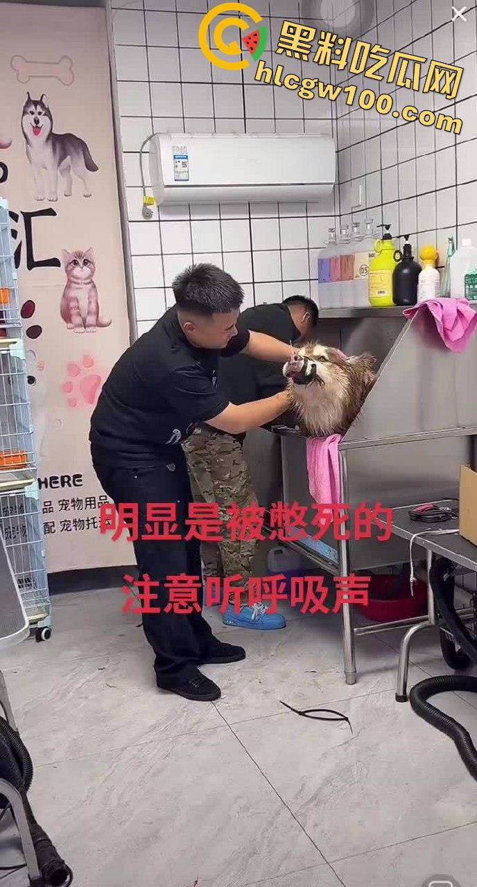 千万粉网红【潘宏爱玩狗】深陷虐狗风波,艾特直播洗澡窒息死亡,【陈乔恩】发声批判-7