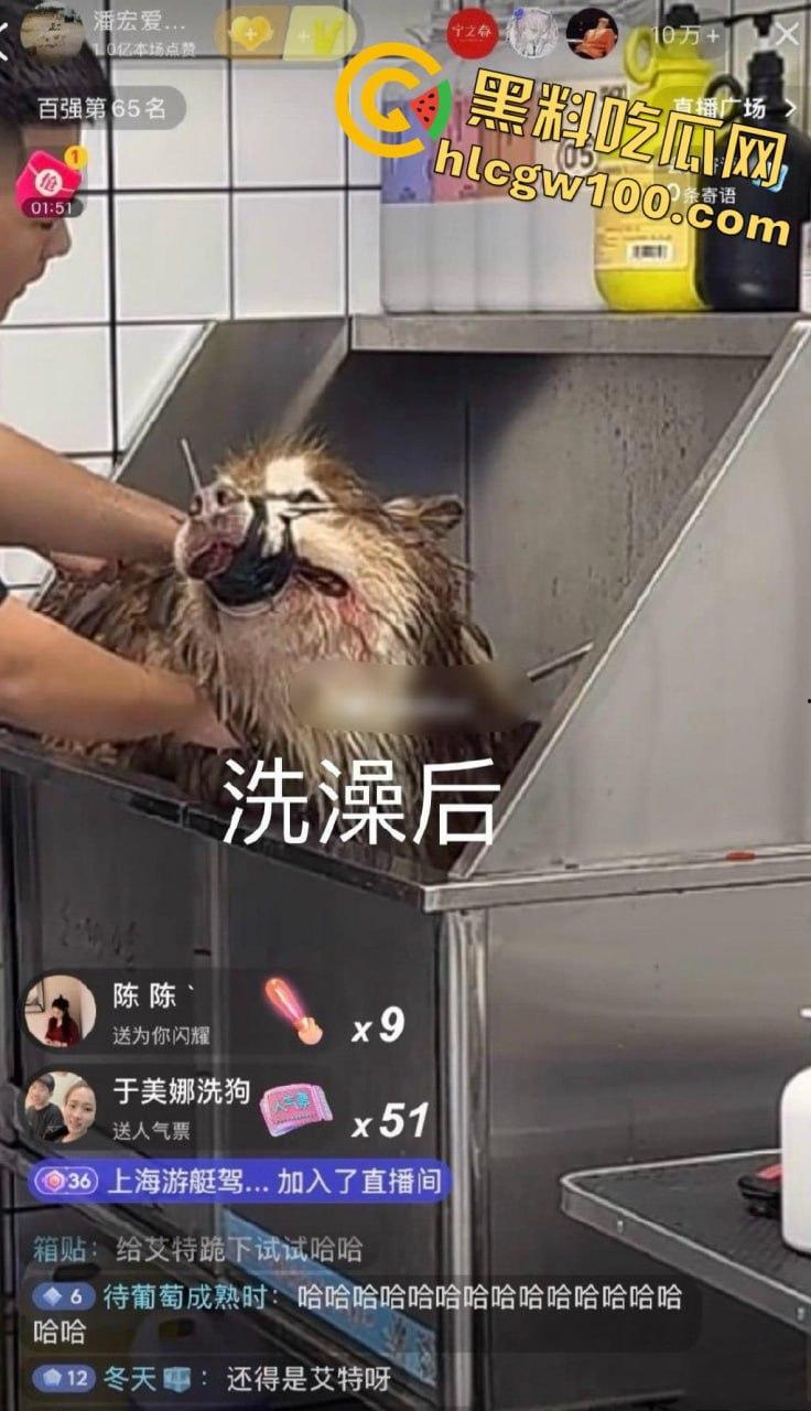 千万粉网红【潘宏爱玩狗】深陷虐狗风波,艾特直播洗澡窒息死亡,【陈乔恩】发声批判-8
