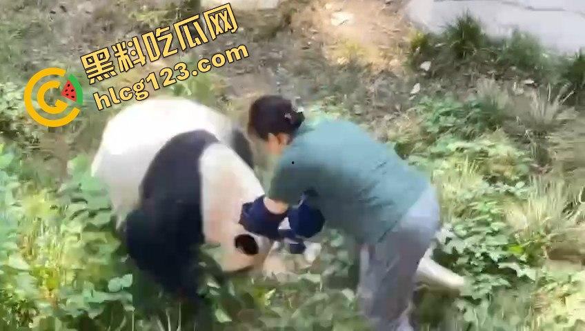重庆动物园熊猫发狂,饲养员被推倒现场尖叫不断!-1