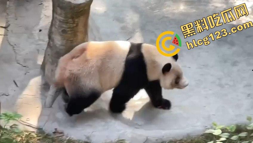 重庆动物园熊猫发狂,饲养员被推倒现场尖叫不断!-5