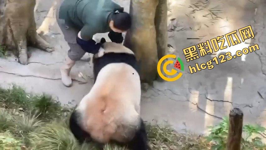 重庆动物园熊猫发狂,饲养员被推倒现场尖叫不断!-7