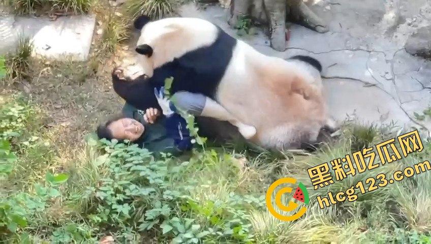 重庆动物园熊猫发狂,饲养员被推倒现场尖叫不断!-8