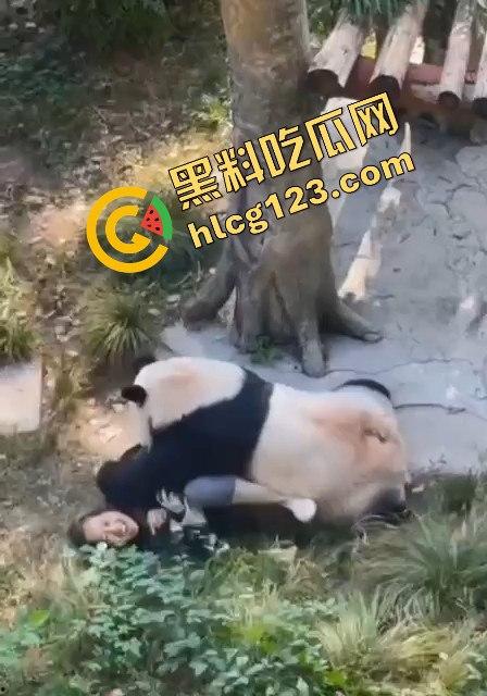重庆动物园熊猫发狂,饲养员被推倒现场尖叫不断!-9