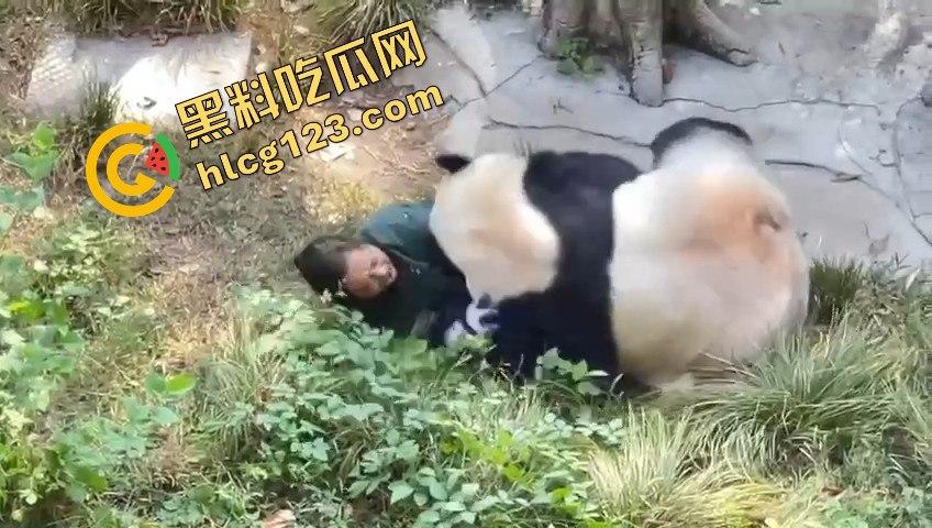 重庆动物园熊猫发狂,饲养员被推倒现场尖叫不断!-11