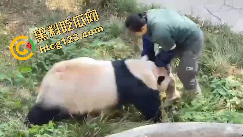 重庆动物园熊猫发狂,饲养员被推倒现场尖叫不断!-12