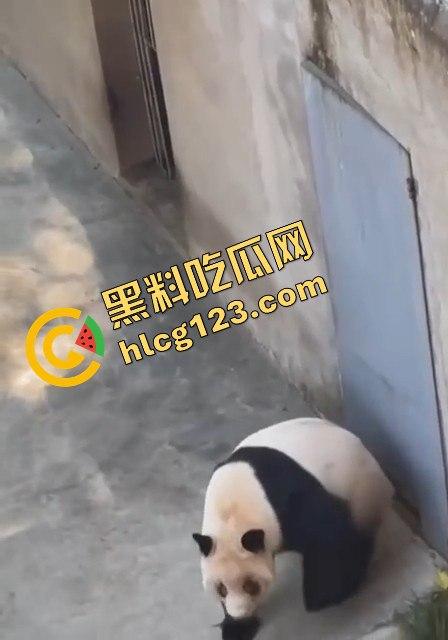 重庆动物园熊猫发狂,饲养员被推倒现场尖叫不断!-14