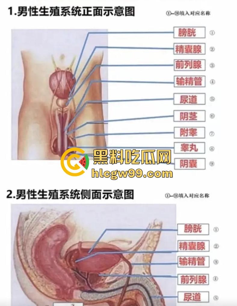 七年级生物课现场社死,老师一本正经讲解鸡巴与阴道的互插关系, 还让全班大声朗读鸡巴,课堂笑死个人!-7