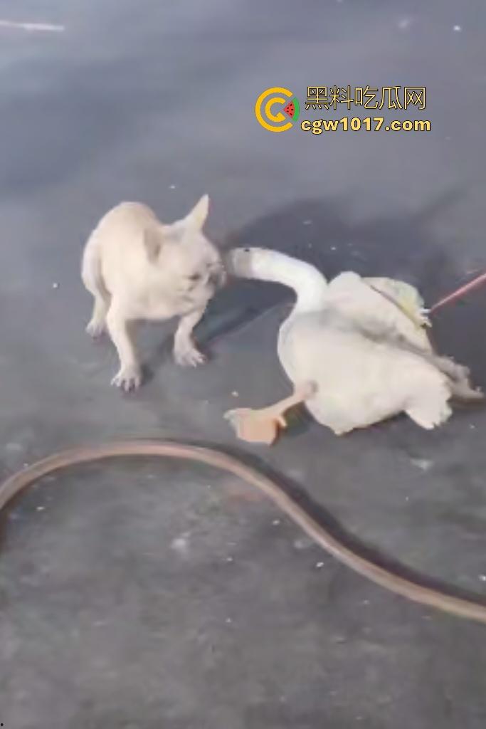 云南保山夜市法斗VS大鹅,狗子连咬两大鹅被主人扇巴掌,大鹅吓傻在原地趴窝,我宣布这法斗是动物界MMA传奇!-3