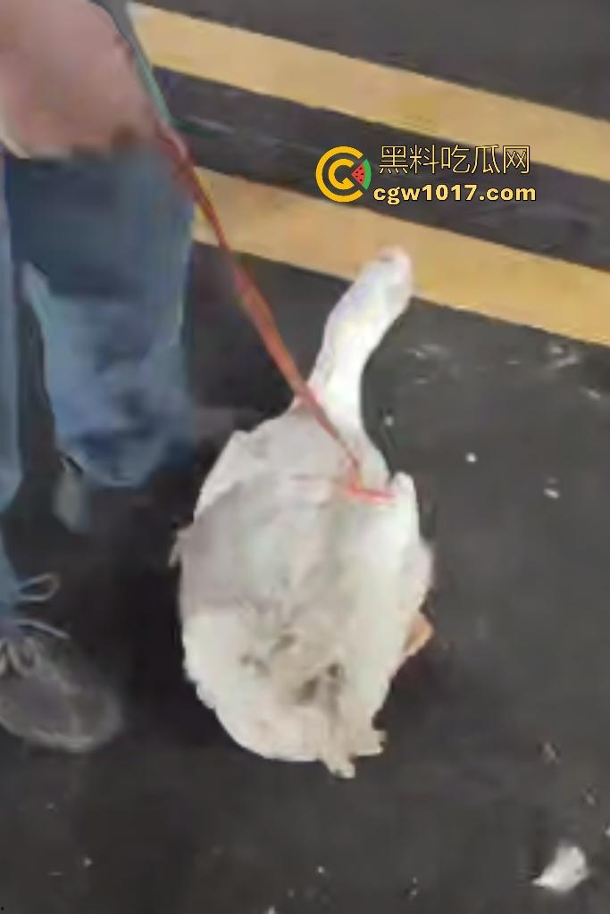 云南保山夜市法斗VS大鹅,狗子连咬两大鹅被主人扇巴掌,大鹅吓傻在原地趴窝,我宣布这法斗是动物界MMA传奇!-8