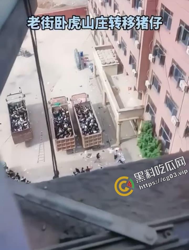 缅甸 电诈集团 卧虎山庄 屠杀中国人事件 用垃圾车大规模转移猪仔 简直人性泯灭!-10