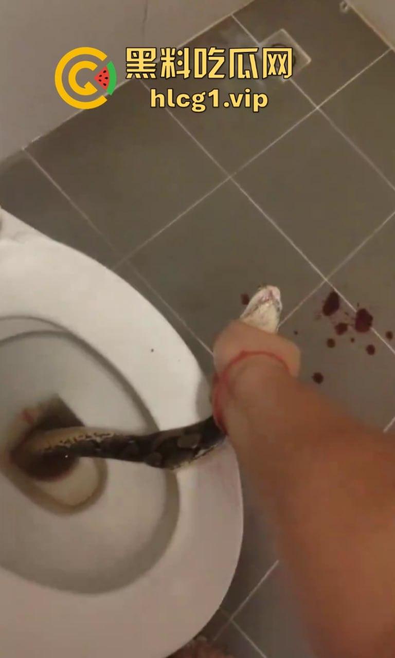 日了狗了！马桶藏12尺蟒蛇 男子下体被咬徒手擒蛇！-6