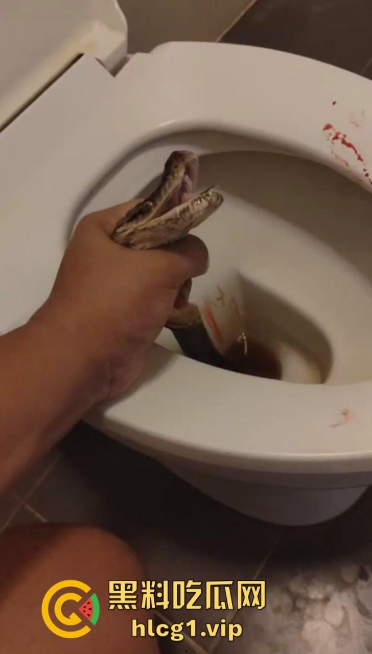 日了狗了！马桶藏12尺蟒蛇 男子下体被咬徒手擒蛇！-7