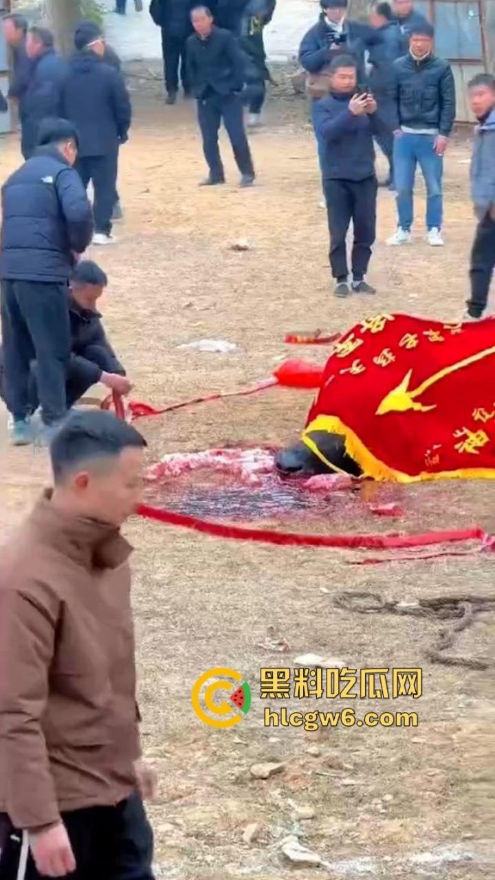 牛王陨落!贵州七十二寨斗牛王小山虎与神威大将军相撞同亡 残忍现场视频流出-8