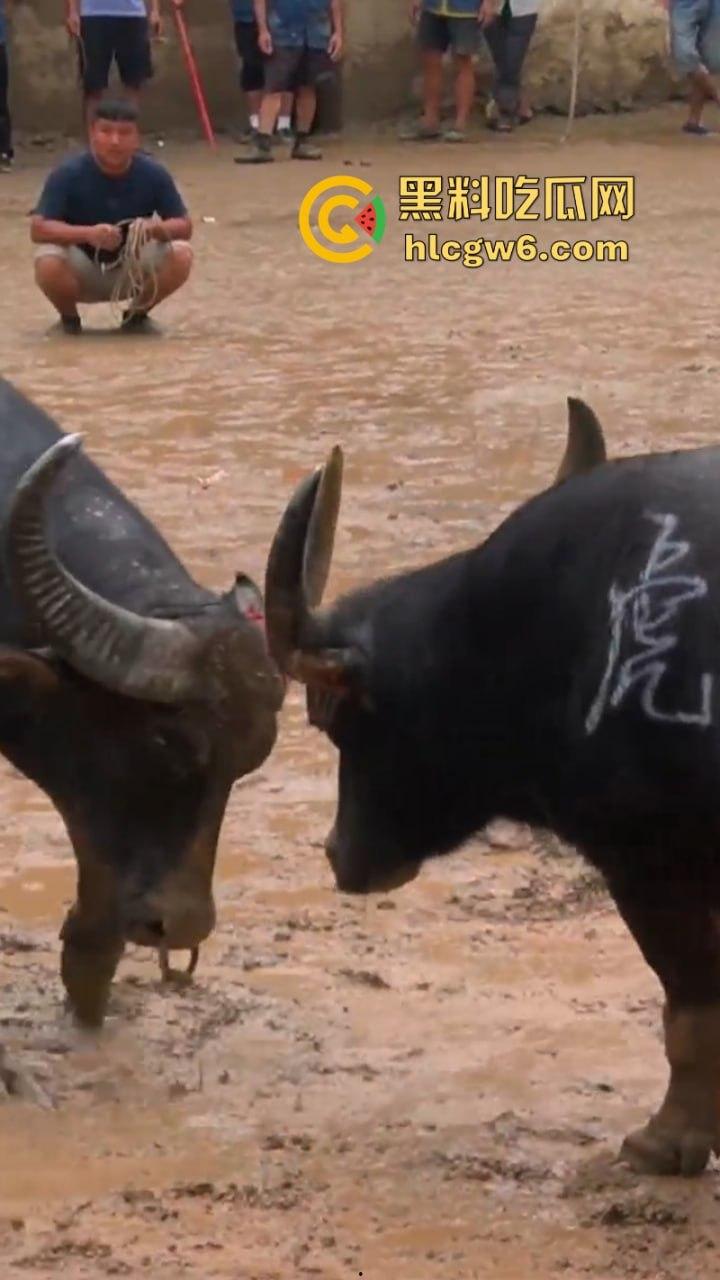 牛王陨落!贵州七十二寨斗牛王小山虎与神威大将军相撞同亡 残忍现场视频流出-10
