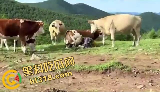 抖音爆笑热瓜,小伙拿登山杖挑牛菊花,没想到反被牛摁地摩擦,这下知道什么叫牛气冲天了吧!-10