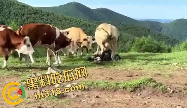 抖音爆笑热瓜,小伙拿登山杖挑牛菊花,没想到反被牛摁地摩擦,这下知道什么叫牛气冲天了吧!-12