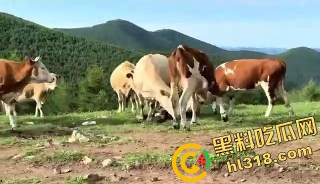 抖音爆笑热瓜,小伙拿登山杖挑牛菊花,没想到反被牛摁地摩擦,这下知道什么叫牛气冲天了吧!-14