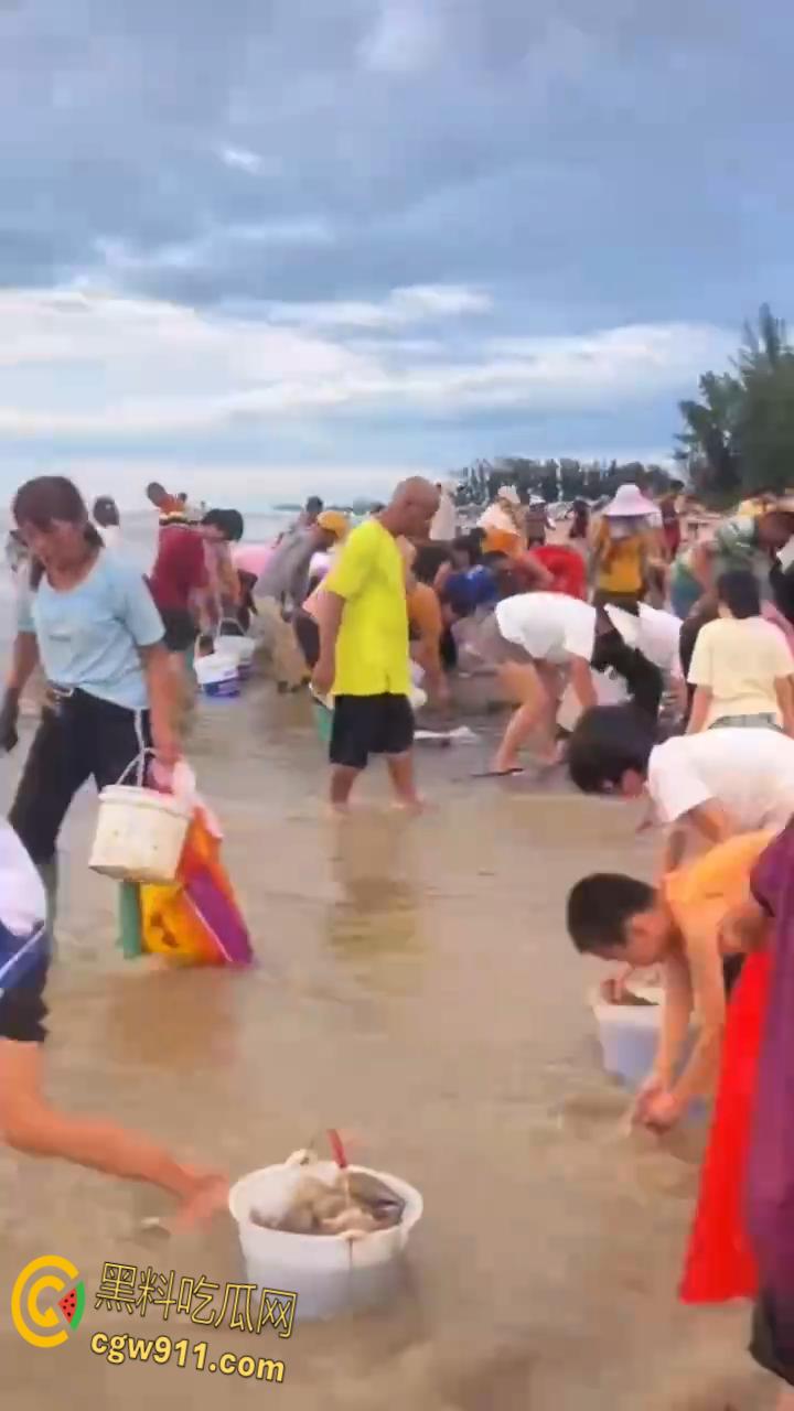 桦加沙台风卷海鲜上岸,街坊抢货如过年,海洋环境突变可能导致藻类大量繁殖,有毒勿食贪嘴小心躺板板!-3