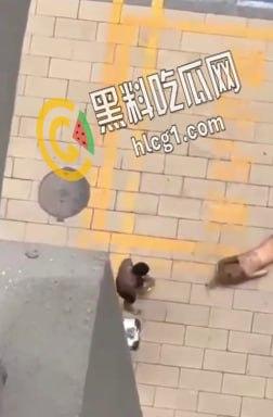 实拍社会青年暴虐女友 看女孩纹身也是个精神小妹 这是多大仇打成这样 头发都被扯掉了-5