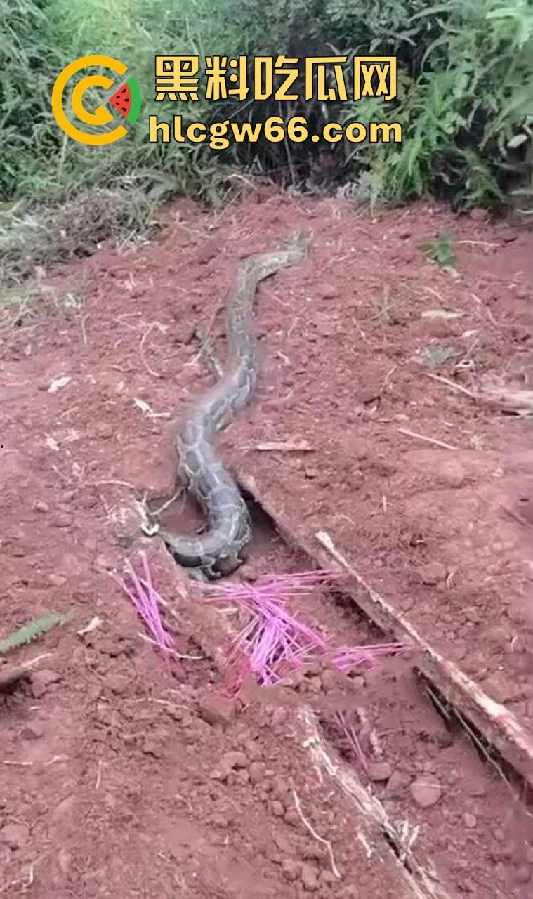 广西迁坟扫墓 棺材内惊现大蟒蛇 尸体被吃光 场面毛骨悚然 果然恐怖电影都源于现实啊！-5