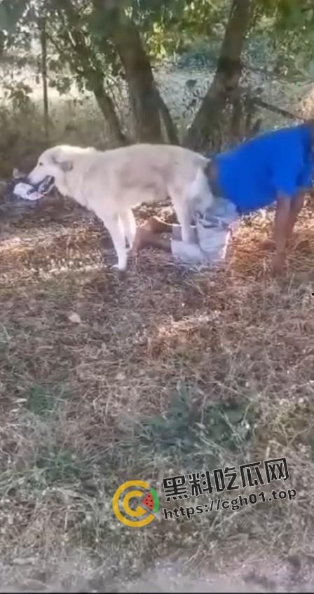 老尼哥被狗草了!这位黑大爷口味属实有点重啊-2