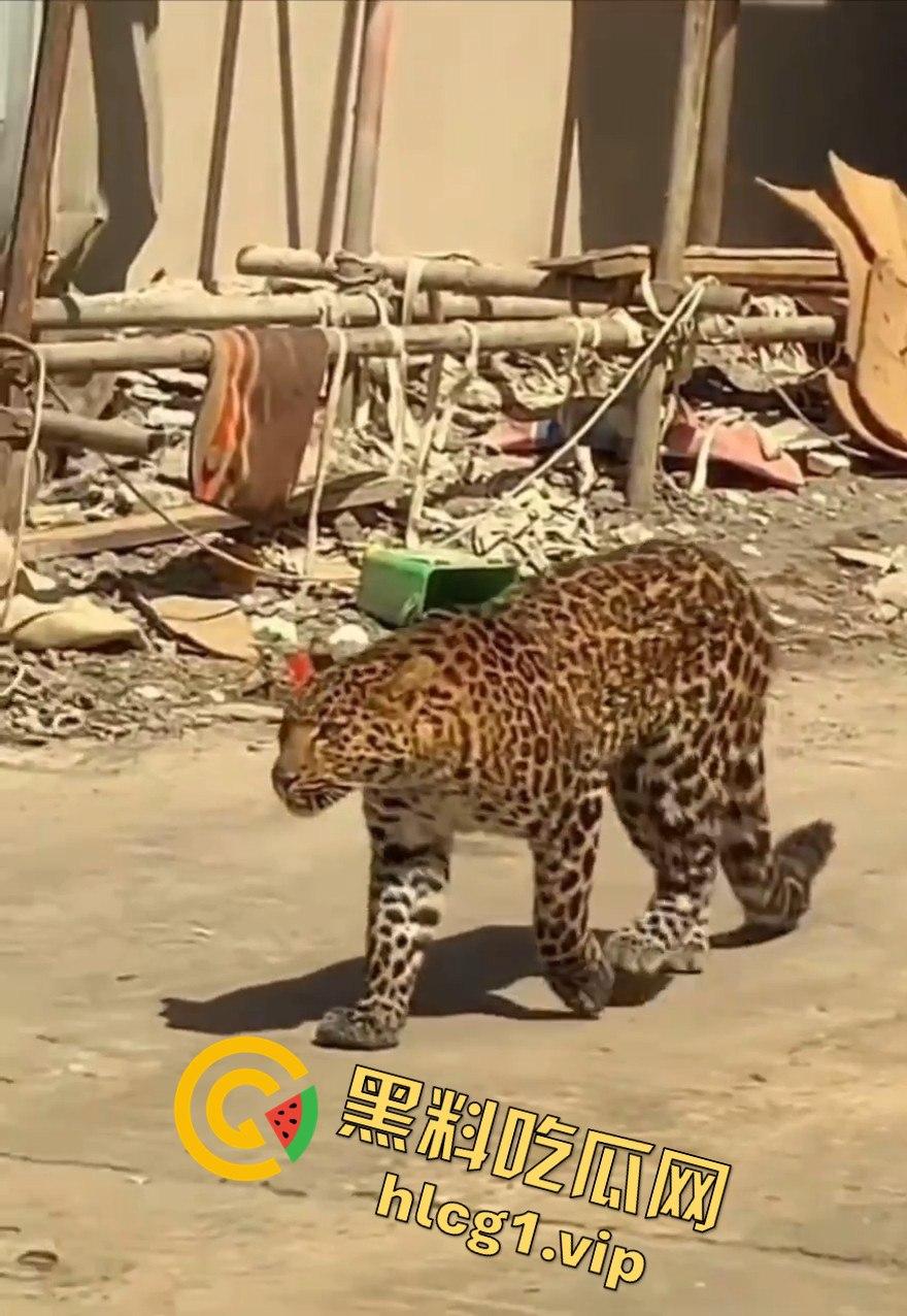 甘孜白玉县城惊现贵宾!金钱豹进城,周围居民直接呆住!-7