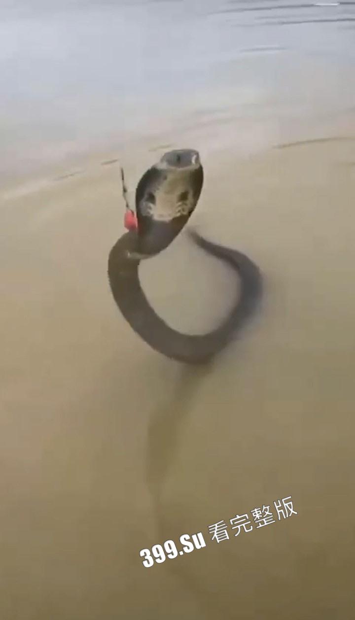 钓鱼佬篇  反正除了鱼啥都能钓到  就很离谱！-2