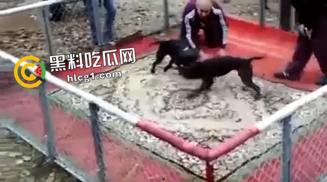 这就是斗狗!凶猛大狗一口见血 人来了都顶不住 这下知道为什么斗狗违法了-1