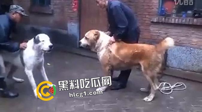 这就是斗狗!凶猛大狗一口见血 人来了都顶不住 这下知道为什么斗狗违法了-2