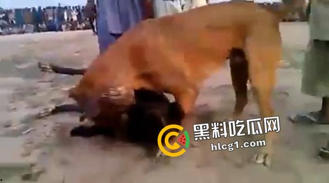 这就是斗狗!凶猛大狗一口见血 人来了都顶不住 这下知道为什么斗狗违法了-3
