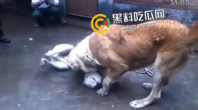 这就是斗狗!凶猛大狗一口见血 人来了都顶不住 这下知道为什么斗狗违法了-4