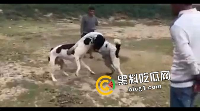 这就是斗狗!凶猛大狗一口见血 人来了都顶不住 这下知道为什么斗狗违法了-5