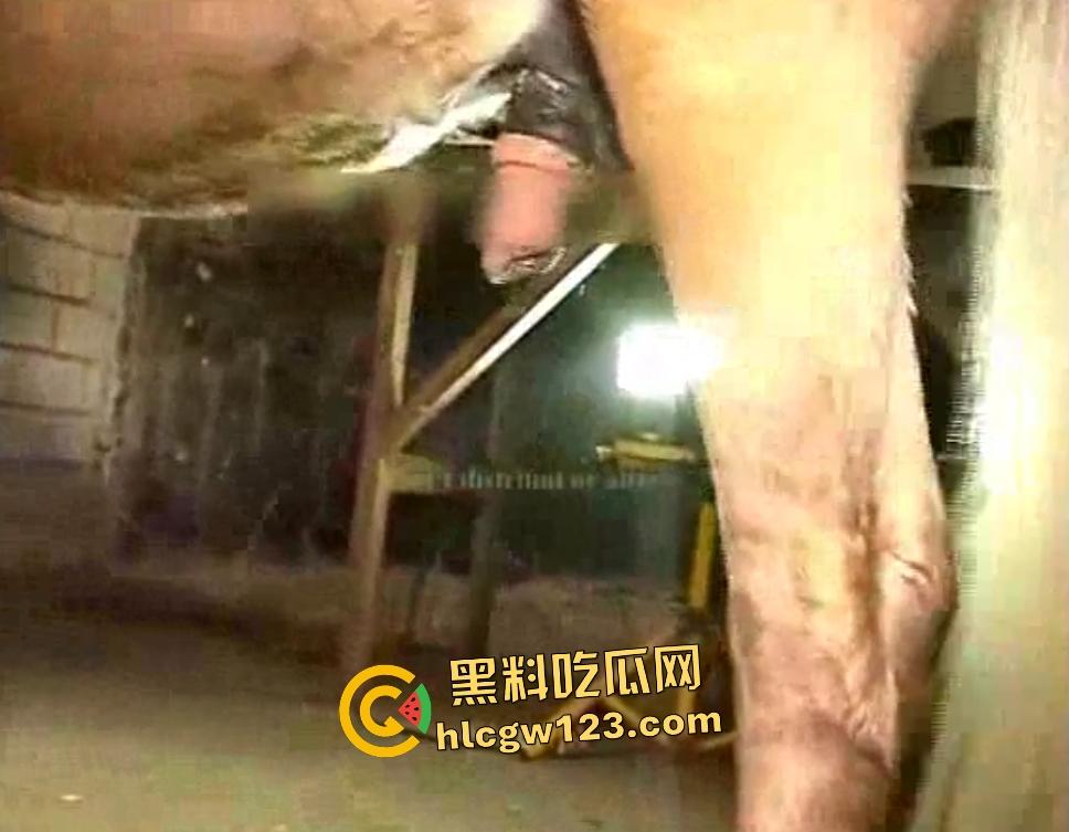 荡妇逼上环和马匹性交，黑马大鸡巴后入，拔出来精液多的能装一杯水，这能生出人马？-5