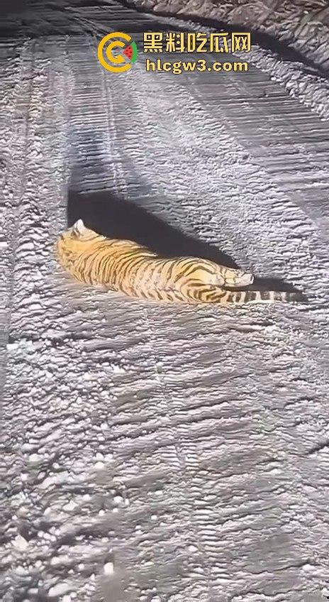 司机遇东北虎赖在公路上，喇叭按了几遍，结果虎王连动都不动，这哪是动物简直是路霸！-1