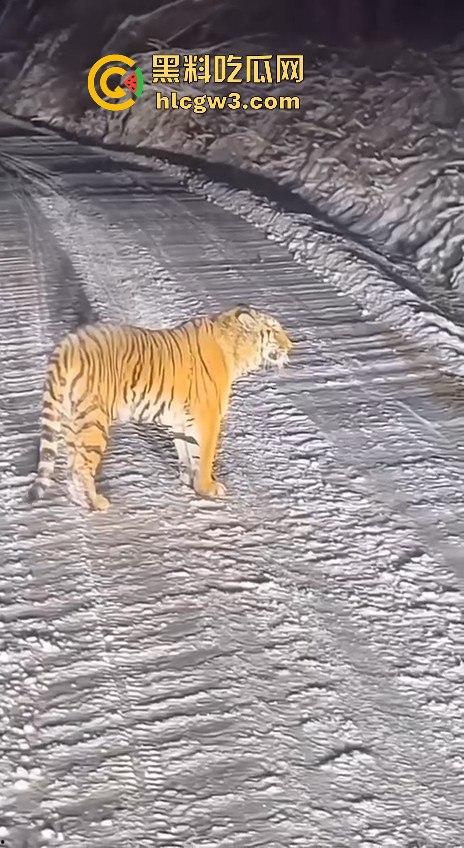 司机遇东北虎赖在公路上，喇叭按了几遍，结果虎王连动都不动，这哪是动物简直是路霸！-4