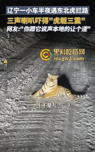 司机遇东北虎赖在公路上，喇叭按了几遍，结果虎王连动都不动，这哪是动物简直是路霸！-6