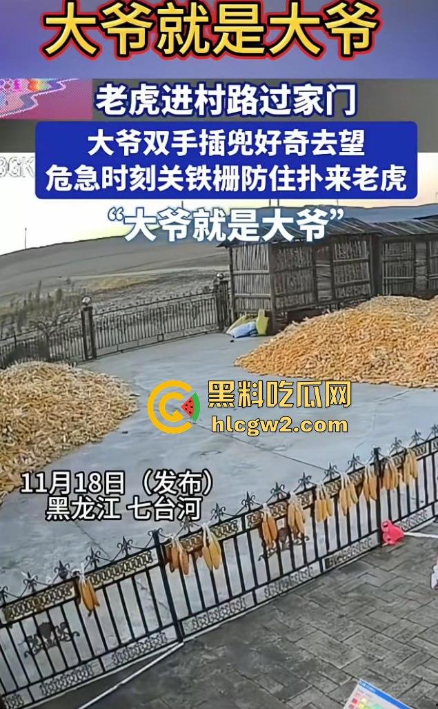 黑龙江勃利县长太村惊现野生东北虎入村 咬伤65岁大爷 大爷吃瓜看虎差点被虎吃 大爷还是大爷！-2