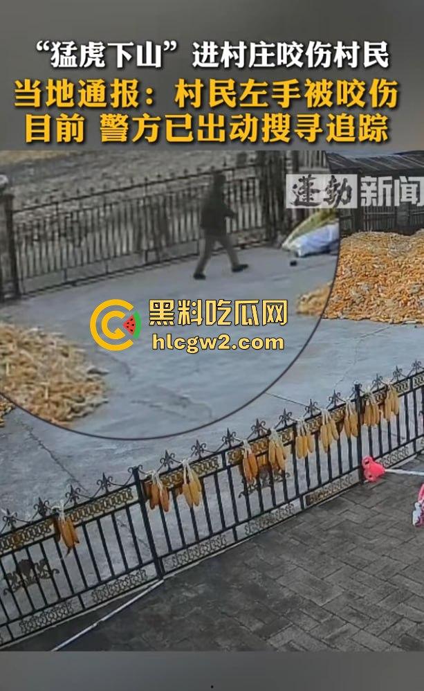 黑龙江勃利县长太村惊现野生东北虎入村 咬伤65岁大爷 大爷吃瓜看虎差点被虎吃 大爷还是大爷！-11