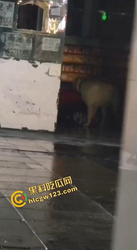 成都00后小孩哥街头遛狗变骚戏，大街上让狗日得嗷嗷浪叫，母0贱态趴在地上撅着屁股让狗抱！-6